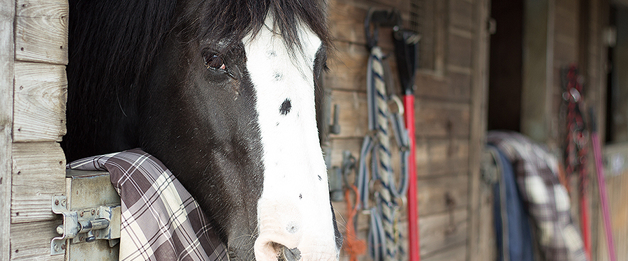 Horse-in-stable